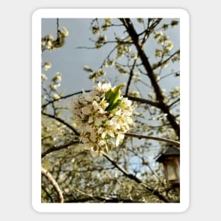 Plum Blossoms Sticker